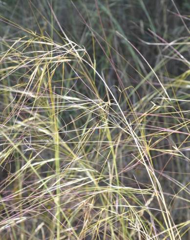 Fotografia de capa Stipa lagascae - do Jardim Botânico