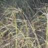 Fotografia 1 da espécie Stipa lagascae do Jardim Botânico UTAD