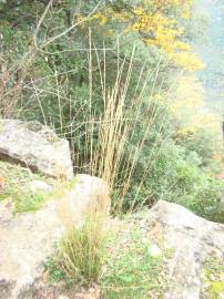 Fotografia da espécie Stipa bromoides