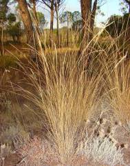 Stipa bromoides