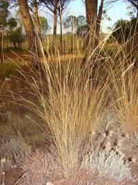 Fotografia da espécie Stipa bromoides