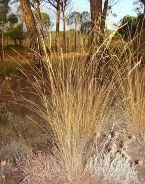 Fotografia 1 da espécie Stipa bromoides no Jardim Botânico UTAD