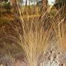 Fotografia 1 da espécie Stipa bromoides do Jardim Botânico UTAD