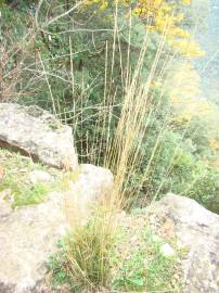 Fotografia da espécie Stipa bromoides