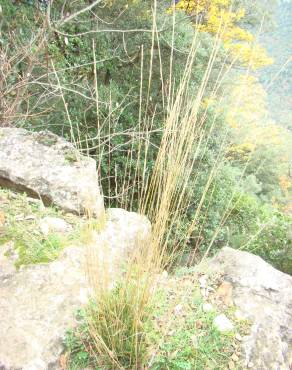 Fotografia 3 da espécie Stipa bromoides no Jardim Botânico UTAD