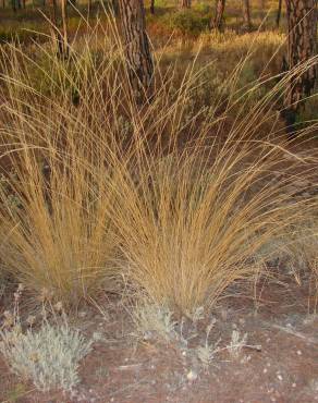 Fotografia 4 da espécie Stipa bromoides no Jardim Botânico UTAD