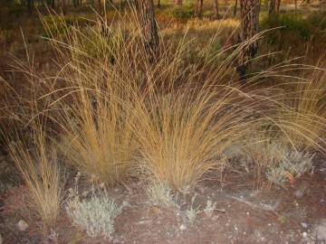 Fotografia da espécie Stipa bromoides