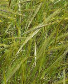 Fotografia da espécie Stipa capensis