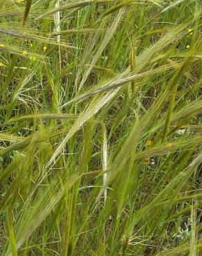 Fotografia 1 da espécie Stipa capensis no Jardim Botânico UTAD