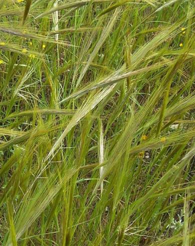 Fotografia de capa Stipa capensis - do Jardim Botânico