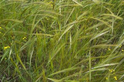 Fotografia da espécie Stipa capensis