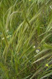 Fotografia da espécie Stipa capensis