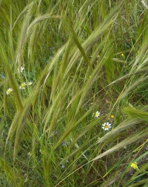 Fotografia 3 da espécie Stipa capensis no Jardim Botânico UTAD