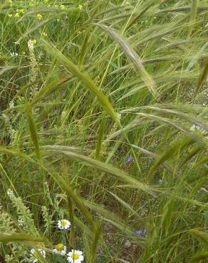 Fotografia 4 da espécie Stipa capensis no Jardim Botânico UTAD