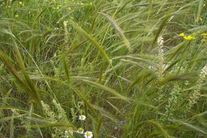 Fotografia da espécie Stipa capensis