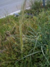 Fotografia da espécie Stipa capensis