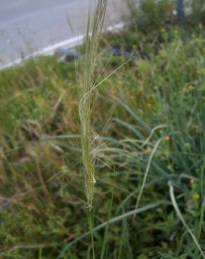 Fotografia 5 da espécie Stipa capensis no Jardim Botânico UTAD