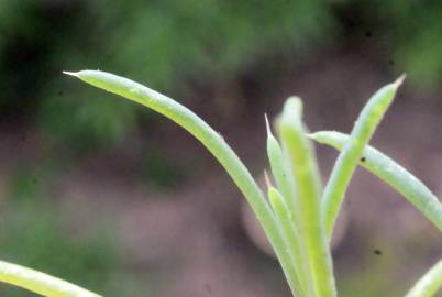 Fotografia da espécie Suaeda splendens