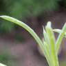 Fotografia 6 da espécie Suaeda splendens do Jardim Botânico UTAD