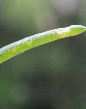 Fotografia 9 da espécie Suaeda splendens no Jardim Botânico UTAD