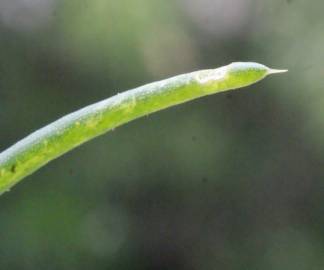 Fotografia da espécie Suaeda splendens