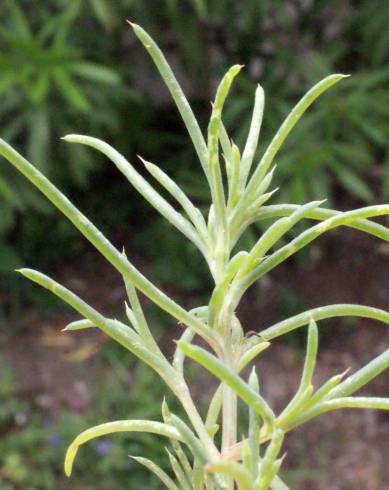 Fotografia de capa Suaeda splendens - do Jardim Botânico