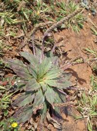 Fotografia da espécie Plantago serraria