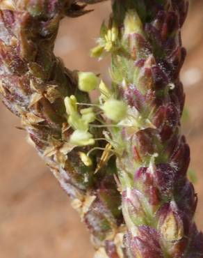 Fotografia 9 da espécie Plantago serraria no Jardim Botânico UTAD