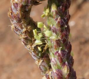 Fotografia da espécie Plantago serraria