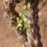 Fotografia 9 da espécie Plantago serraria do Jardim Botânico UTAD