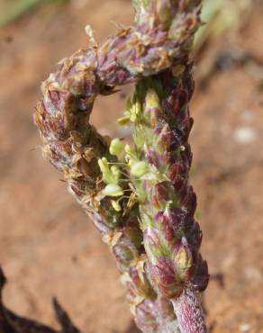 Fotografia 11 da espécie Plantago serraria no Jardim Botânico UTAD