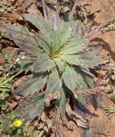 Fotografia da espécie Plantago serraria