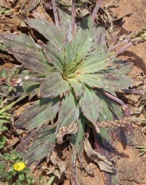 Fotografia 12 da espécie Plantago serraria no Jardim Botânico UTAD