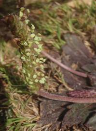 Fotografia da espécie Plantago serraria