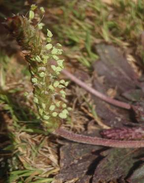 Fotografia 13 da espécie Plantago serraria no Jardim Botânico UTAD