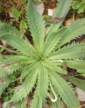 Fotografia 14 da espécie Plantago serraria no Jardim Botânico UTAD