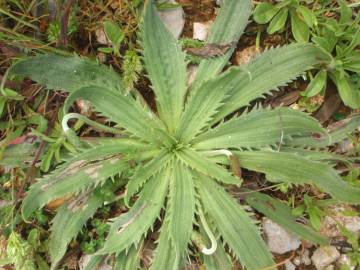 Fotografia da espécie Plantago serraria