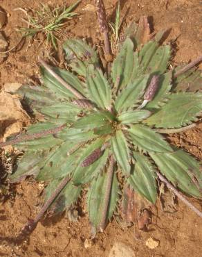 Fotografia 15 da espécie Plantago serraria no Jardim Botânico UTAD