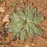 Fotografia 15 da espécie Plantago serraria do Jardim Botânico UTAD