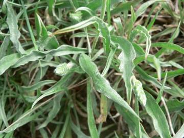 Fotografia da espécie Plantago albicans