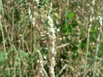 Fotografia da espécie Plantago albicans