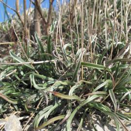 Fotografia da espécie Plantago albicans