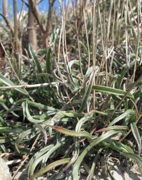 Fotografia 5 da espécie Plantago albicans no Jardim Botânico UTAD