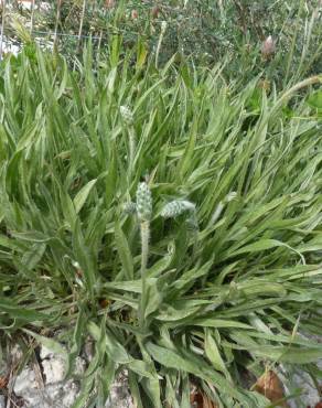 Fotografia 7 da espécie Plantago albicans no Jardim Botânico UTAD