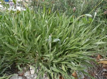 Fotografia da espécie Plantago albicans