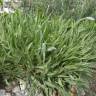 Fotografia 7 da espécie Plantago albicans do Jardim Botânico UTAD