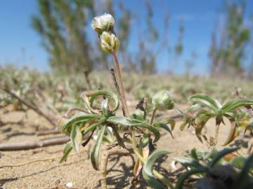 Fotografia da espécie Plantago albicans