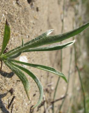 Fotografia 9 da espécie Plantago albicans no Jardim Botânico UTAD