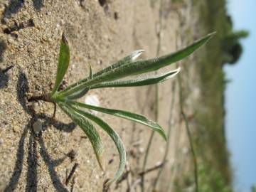 Fotografia da espécie Plantago albicans