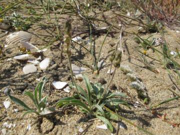 Fotografia da espécie Plantago albicans